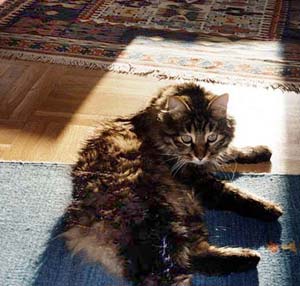 Cat laying on kilim rug